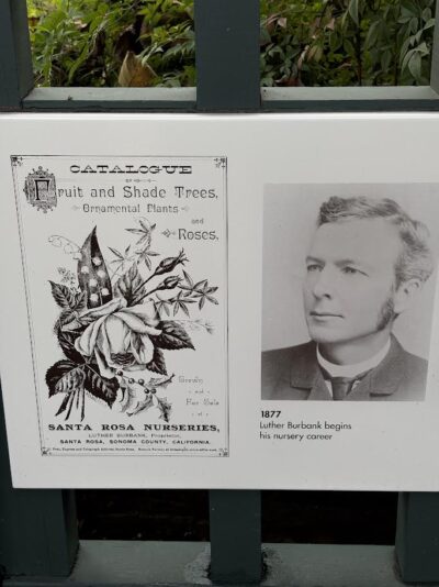 Luther Burbank portrait and Catalogue cover