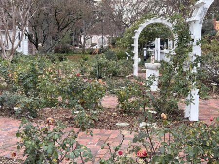 Luther Burbank Rose Garden