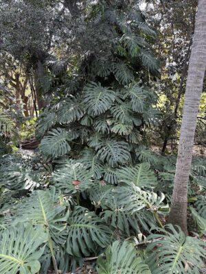 Patterns of Monstera Leaves