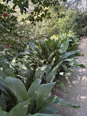 Aspidistra leaves