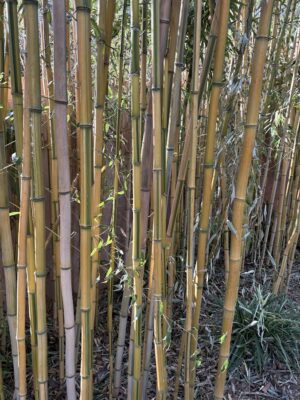 Patterns in Bamboo Stalks