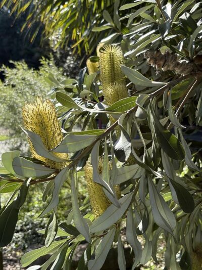 Banksia flowers