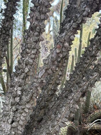 Interesting Bark of Caesalpinia