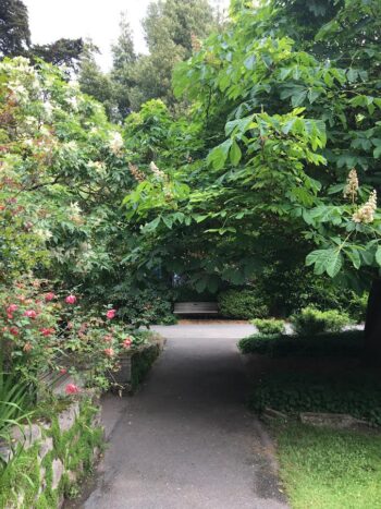 path with bench and over hanging Aesculus- white Buckeye