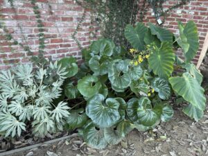 Crazy big leaves