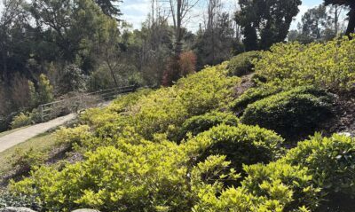 azalea on a slope