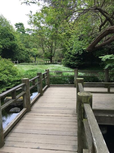 Japanese garden with flat bridge