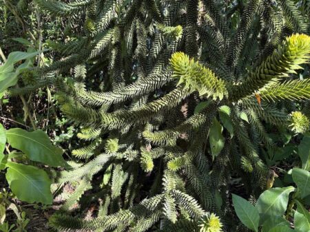 Araucaria bidwillii- Bunya Bunya Tree foliage