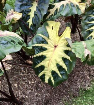 pattern on Caladium Leaf