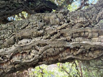 Bark of Quercus suber- Cork Oak