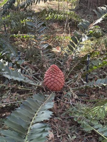 Cycad cone