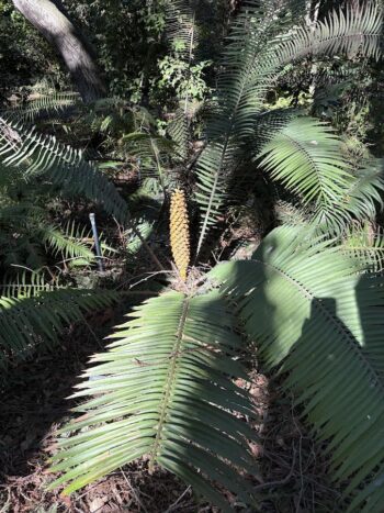 Cycad Cone