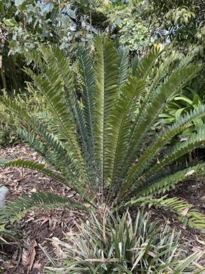 Cycad foliage