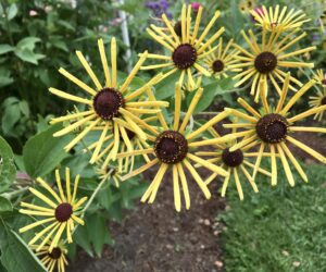 Starburst pattern of Echinacea blossoms