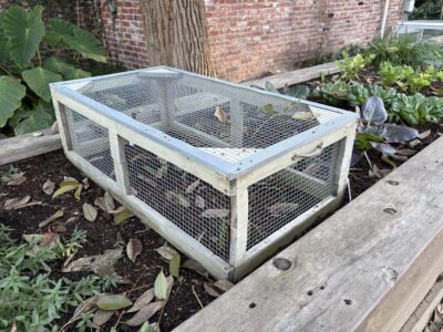 seed protective cage