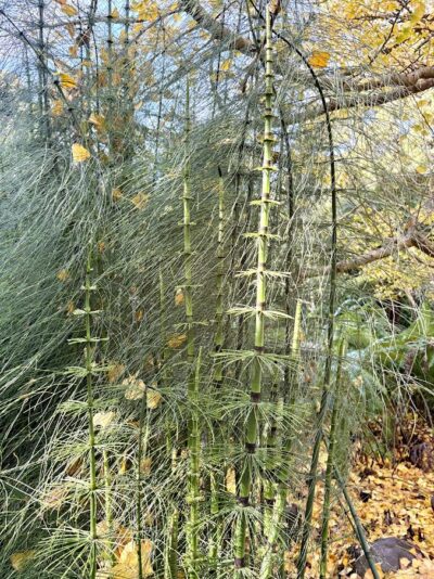 Cool Equisetum with brush foliage