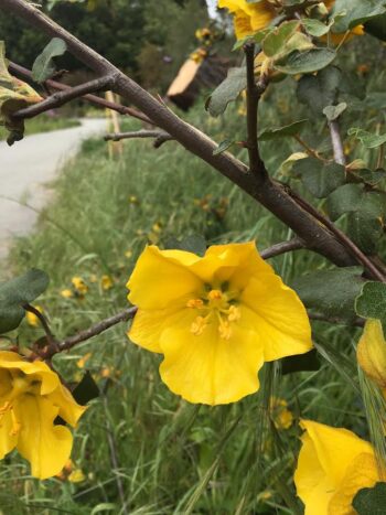 Fremontodendron flowers