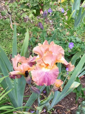 Apricot-purple blush colored German Bearded Iris