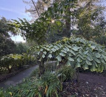 Giant Fish Tail Palm foliage