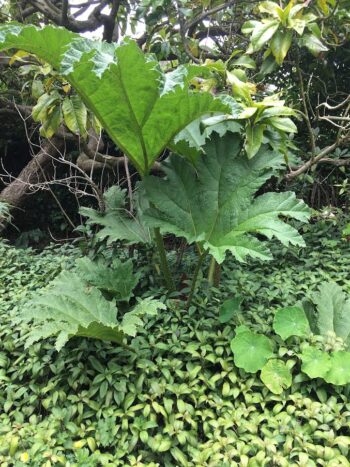 Gunnera- also called Dinosaur food