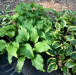 Hosta leaves