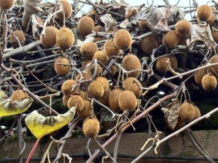 Kiwi Vine with small kiwi