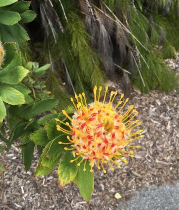 leucospermum flower