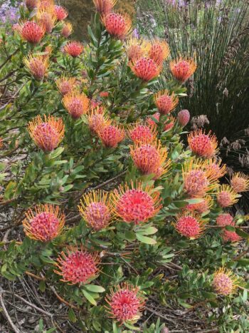 Leucospermum catherinae flowers