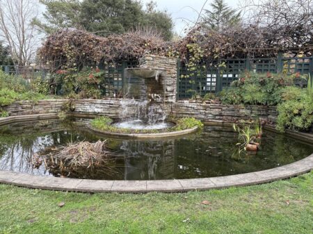 Kiwi Vine with fountain and pond in front