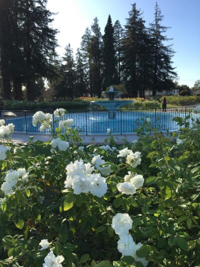 Iceberg Roses in front of fountain at San Jose Municipal Garden