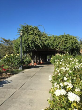 Giant Rose Arbor