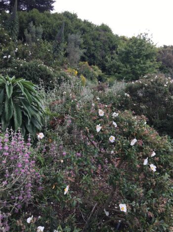 Rockroses and salvia in drought tolerant garden