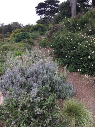 Drought tolerant plantings and trail