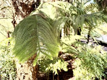 Texture of Norfolk Island Pine