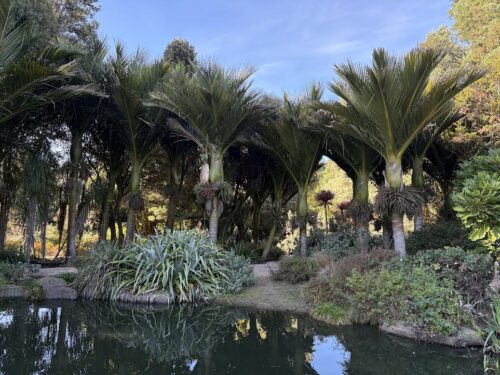 Royal Palms by pond