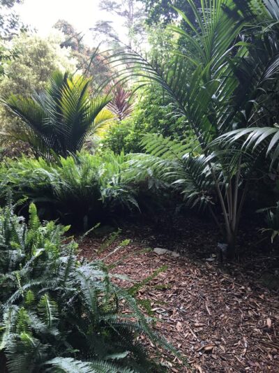 palm lined path