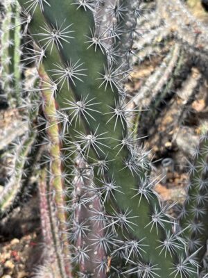 Star burst spine pattern on a cactus