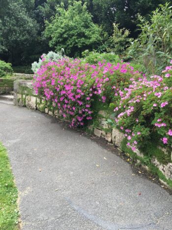 Old wall with Pelargoniums spilling over