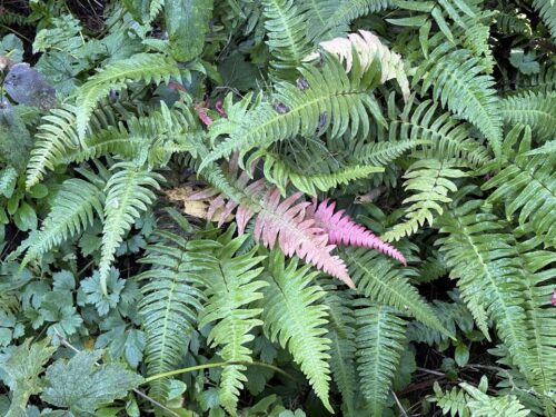 Sword ferns with pretty pink new growth