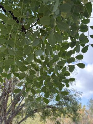 Caesalpinia leaves