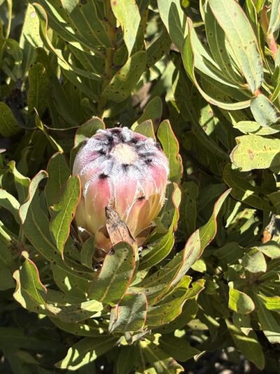 Protea bud