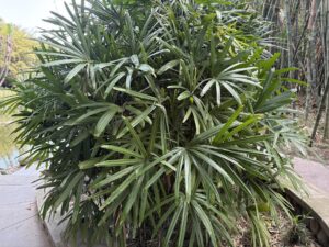 Pattern with Rattan Palm Leaves