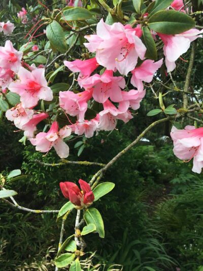 Soft pink Rhododendron flowers