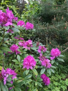 Hot magenta colored Rhododendron flowers