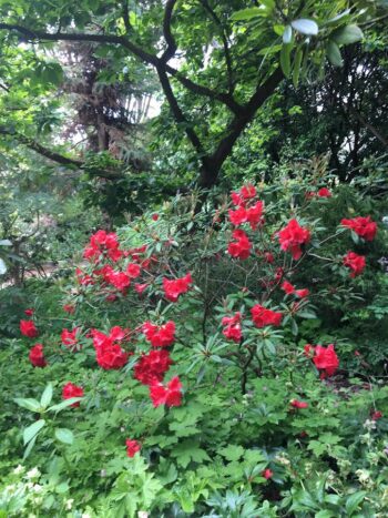 Brilliant red Rhododendron flowers