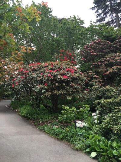 Tree size Rhododendrons