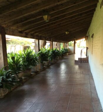 Aspidistra in pots along a corridor