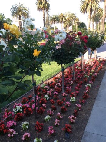 Tree Roses and fiberous begonias