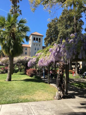 Wisteria at Santa Clara University