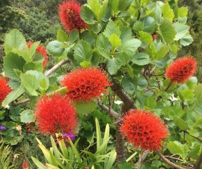 Greyia suthlandii- Natal Bottlebrush flowers